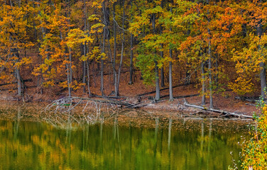 Autumn forest on the lake shore with yellow foliage