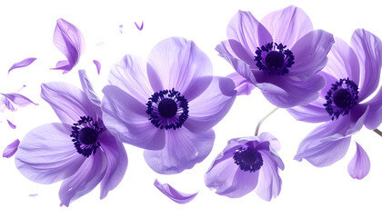 Obraz premium A beautiful display of vibrant purple anemone flowers featuring delicate petals gracefully drifting, forming an elegant floral composition on a serene white background