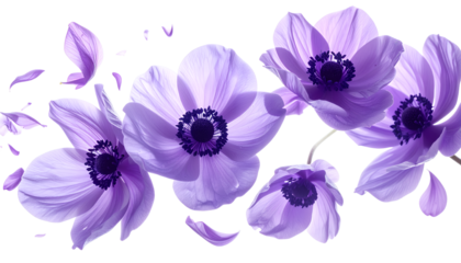 A beautiful display of vibrant purple anemone flowers featuring delicate petals gracefully drifting, forming an elegant floral composition on a serene white background