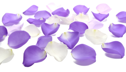 Scattered lilac and white rose petals on a white surface, creating a soft and romantic backdrop
