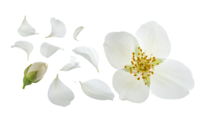 Elegant white flower with yellow center, scattered petals, and a bud, presented on a clean white background, symbolizing natural purity and grace