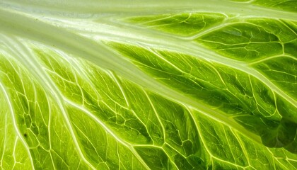 Close-up view of a vibrant green lettuce leaf showing intricate veins and texture