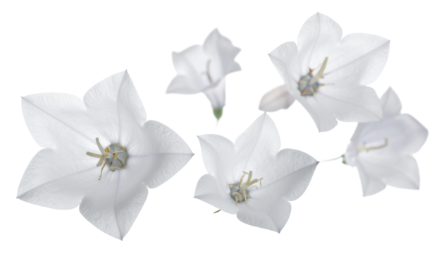 Delicate White Star-Shaped Flowers in a Cluster with a Gentle Bloom and Natural Beauty