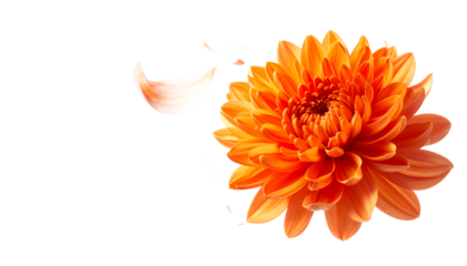 Vibrant orange chrysanthemum flower with delicate petals gently falling, isolated on a clean white background
