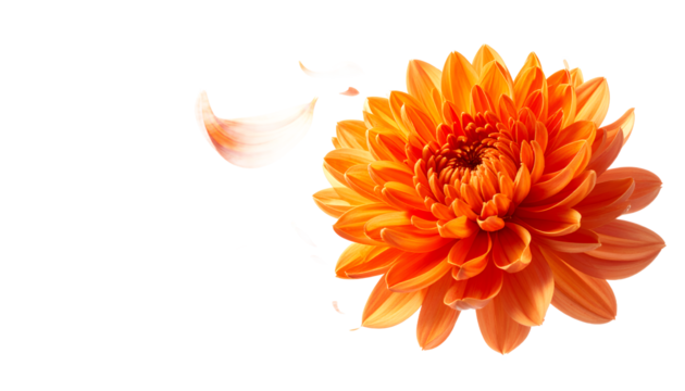 Vibrant orange chrysanthemum flower with delicate petals gently falling, isolated on a clean white background