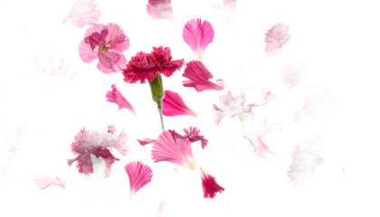 Floral Serenity Pink Carnation Amidst a Gentle Cascade of Delicate Petals