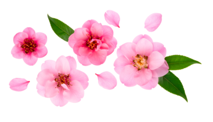 Vibrant pink camellia blossoms with fresh green leaves and delicate petals arranged gracefully on a pure white background, symbolizing spring and natural beauty