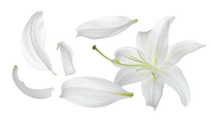 Delicate white lily petals and a blooming flower against a clean white background