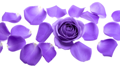 Elegant purple rose petals scattered in a delicate, artistic pattern, creating a beautiful floral border on a clean white background