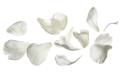 Delicate Dance Floating White Petals for Floral Designs and Elegant Compositions