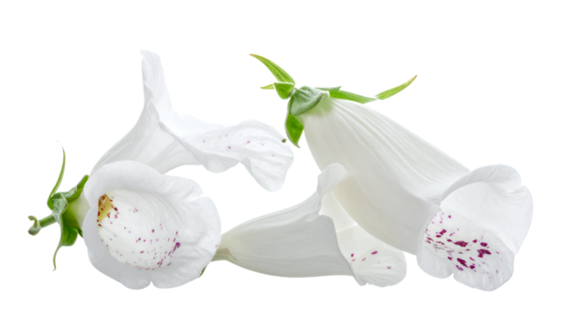 Elegant white foxglove blossoms with subtle purple speckles, showcasing their unique bell shape and natural botanical charm on a pristine white background for a serene visual