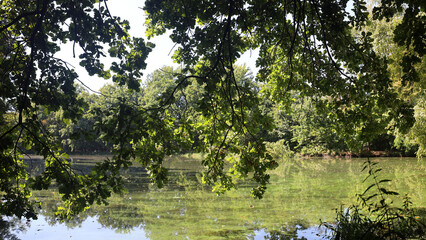 Sunny summer day on green pond in the park