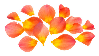 Floral Arrangement Vibrant Rose Petals Bursting with Warmth and Light