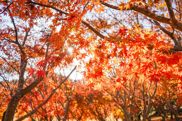 秋の紅葉