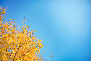 秋の青空と黄葉