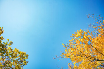 秋の青空と紅葉