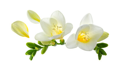 Obraz premium Close-up of fresh, fragrant white freesia blossoms and unopened green buds, accented by a single bright yellow petal, isolated for a pristine, vibrant display