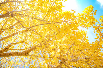 Fototapeta premium 秋の銀杏の木