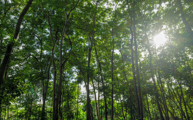 Nature green forest. sunrise in a spring  forest with bright young foliage glowing in the rays of the sun and shadows from tree