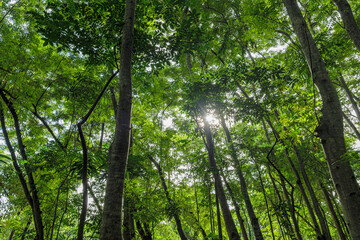 Nature green forest. sunrise in a spring  forest with bright young foliage glowing in the rays of the sun and shadows from tree