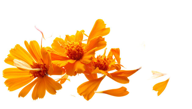 Vibrant orange marigold flowers and scattered petals isolated on a clean white background, showcasing natural beauty and delicate detail