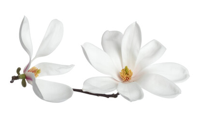 Fototapeta premium Exquisite close-up of two delicate white magnolia blossoms on a slender branch, showcasing their pristine beauty and the arrival of spring against a clean, bright background