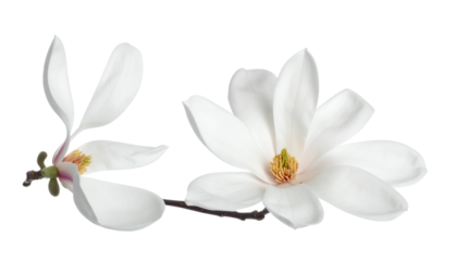 Exquisite close-up of two delicate white magnolia blossoms on a slender branch, showcasing their pristine beauty and the arrival of spring against a clean, bright background