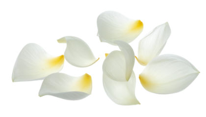 Delicate white flower petals, subtly touched with soft yellow, gracefully scattered across a pristine white background, creating a serene and pure natural composition