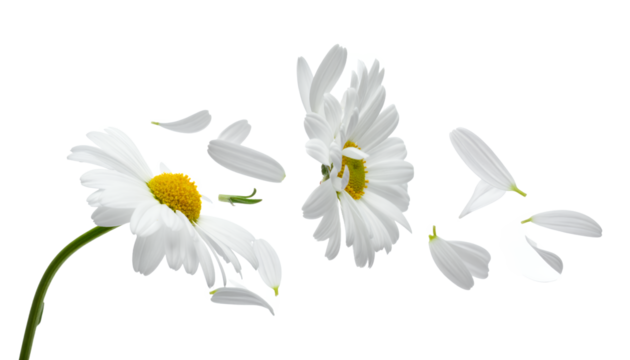 A delicate white daisy with its petals scattering in the wind, symbolizing fragility and the passage of time on a white background