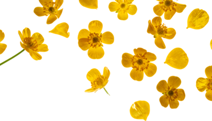 Scattered yellow buttercup flowers and petals on a white background, capturing the vibrant essence of nature