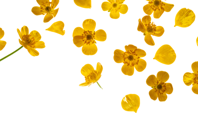 Scattered yellow buttercup flowers and petals on a white background, capturing the vibrant essence of nature