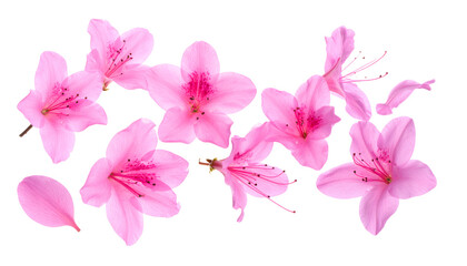 A collection of vibrant pink azalea flowers and delicate petals scattered gracefully against a clean white background, perfect for spring and summer themes