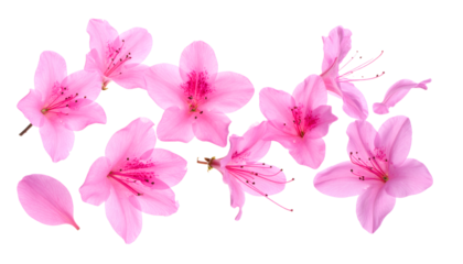 A collection of vibrant pink azalea flowers and delicate petals scattered gracefully against a clean white background, perfect for spring and summer themes