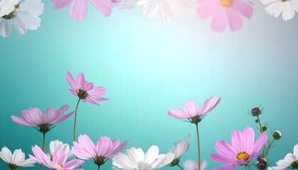 Delicate cosmos flowers, pink and white, frame a gradient blue backdrop