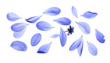 A delicate scattering of translucent blue and lavender flower petals isolated on a pure white background, creating a soft and ethereal floral pattern