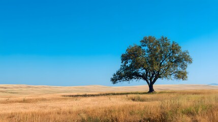 Fototapeta premium Solitary Tree in Golden Field Under Clear Blue Sky.