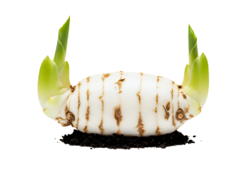 Watch new life emerge as a bulb sprouts leaves, promising growth and renewal, a symbol of hope and potential in a fresh start, perfect for spring projects