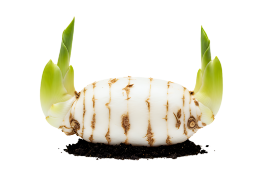 Watch new life emerge as a bulb sprouts leaves, promising growth and renewal, a symbol of hope and potential in a fresh start, perfect for spring projects