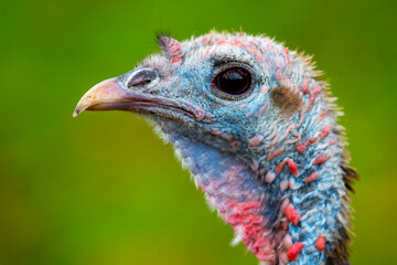 close up of a turkey
