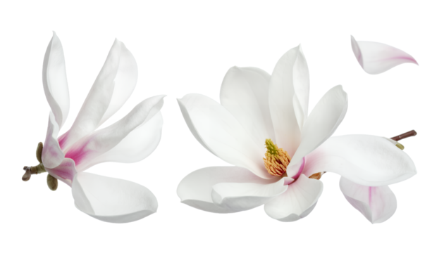 Exquisite white magnolia flowers in various stages of bloom, featuring delicate pink accents, gracefully presented with detached petals, isolated on a pristine background for botanical elegance