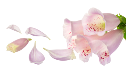 Graceful light pink bell-shaped flowers with charming speckles, alongside softly detached petals, elegantly presented on a clean white background, evoking a sense of natural beauty and tranquility
