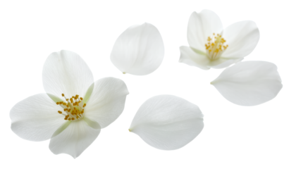 Delicate white jasmine flowers with scattered petals, isolated on a clean white background, showcasing natural beauty