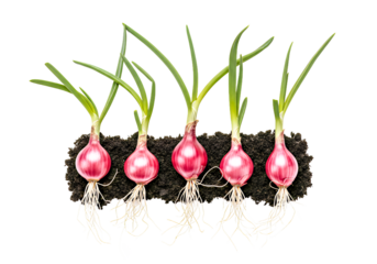 Fresh red onions growing in soil with vibrant green shoots and roots, healthy organic produce, sustainable agriculture, spring harvest for culinary use