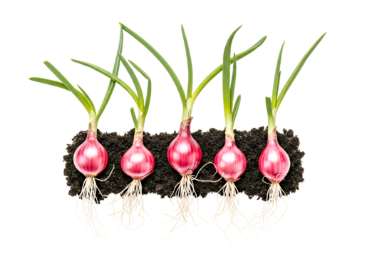 Fresh red onions growing in soil with vibrant green shoots and roots, healthy organic produce, sustainable agriculture, spring harvest for culinary use