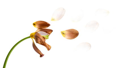 A wilted flower gracefully releases its delicate petals, which scatter and blur against a pristine white background, beautifully depicting the transient nature of life and the quiet dignity of decay