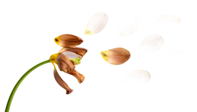 A wilted flower gracefully releases its delicate petals, which scatter and blur against a pristine white background, beautifully depicting the transient nature of life and the quiet dignity of decay