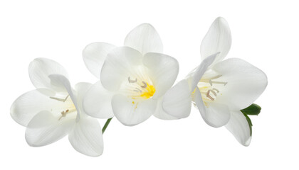 Delicate white freesia flowers captured in a close-up studio shot, showcasing their intricate details and elegant form