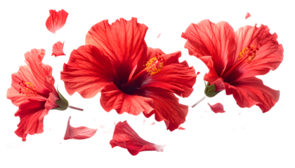 Exotic Red Hibiscus Flower Arrangement A Vibrant Floral Display