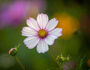 Delicate Cosmos Flower with Pink Edges in a Natural Setting.