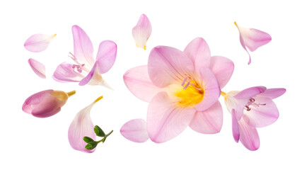 Fototapeta premium Delicate pink freesia flowers and scattered petals gracefully floating against a clean white background